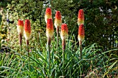 KNIPHOFIA CAULESCENS