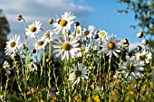 LEUCANTHEMELLA SEROTINA AGM