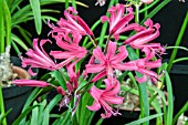 NERINE BOWDENII KODORA