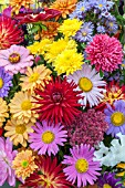 MIXED FLOWERS