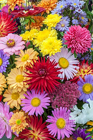 MIXED_FLOWERS