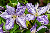 CLEMATIS TIE DYE