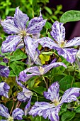 CLEMATIS TIE DYE