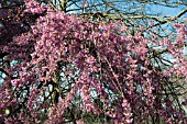 PRUNUS x SUBHIRTELLA PENDULA ROSEA