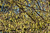 CORYLOPSIS SINENSIS