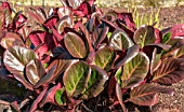 BERGENIA PURPURESCENS