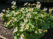 CALTHA PALUSTRIS ALBA