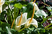 ARUM CRETICUM