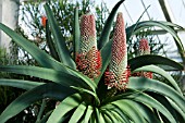 ALOE SPECIOSA