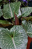 ARUM PICTUM PRIMROSE WARBURG