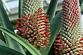 ALOE SPECIOSA