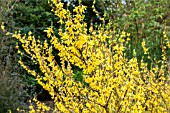 FORSYTHIA VIRIDISSIMA