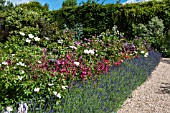 ROSE BORDER AT CAPEL MANOR COLLEGE UNDERPLANTED WITH PERENNIALS AND EDGED WITH LAVENDER