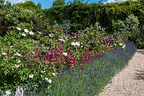 ROSE_BORDER_AT_CAPEL_MANOR_COLLEGE_UNDERPLANTED_WITH_PERENNIALS_AND_EDGED_WITH_LAVENDER