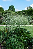 CRAMBE CORDIFOLIA