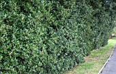 QUERCUS ILEX HEDGE