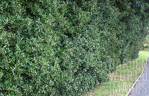 QUERCUS_ILEX_HEDGE