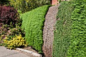 THUJA HEDGE DIE BACK DUE TO PHYTOPHERA