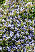 CAMPANULA POSCHARSKYANA BLUE WATERFALL