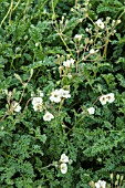 ERODIUM CHRYSANTHEMUM