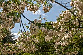 ROSA RAMBLING RECTOR