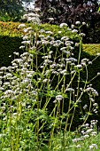 VALERIANA OFFICINALIS