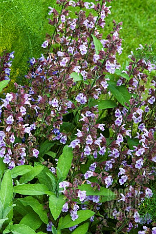 SALVIA_OFFICINALIS_IN_FLOWER
