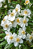 CARPENTERIA CALIFORNICA AGM