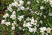 CARPENTERIA CALIFORNICA AGM