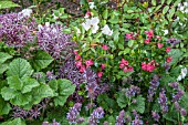 BORDER WITH SHRUB ROSE ESCALLONIA ALLIUM AND PERENNIALS