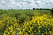 OIL SEED RAPE FIELD