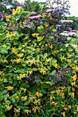 LONICERA TELLMANNIANA GROWING THROUGH SAMBUCUS NIGRA BLACK LACE