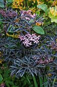 SAMBUCUS NIGRA BLACK LACE