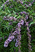 BUDDLEJA ALTERNIFOLIA AGM