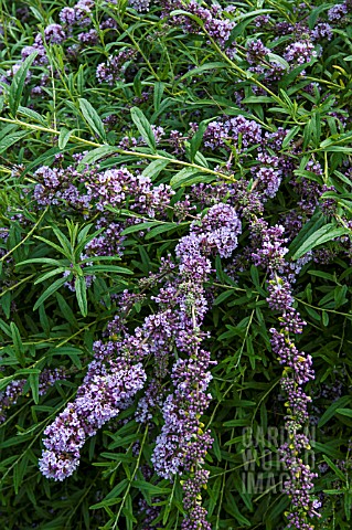 BUDDLEJA_ALTERNIFOLIA_AGM