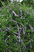 BUDDLEJA ALTERNIFOLIA AGM