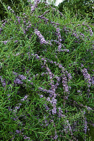 BUDDLEJA_ALTERNIFOLIA_AGM