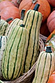 CORNELLS BUSH SQUASH DELICATA