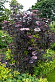 SAMBUCUS NIGRA BLACK LACE