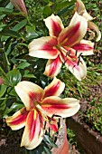 LILIUM STARBURST