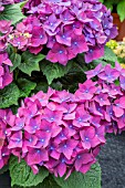 HYDRANGEA MACROPHYLLA DEEP PURPLE