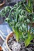 ALBUCA SPIRALIS FRIZZLE SIZZLE