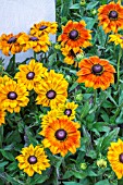 RUDBECKIA SUMMERTIME MIX