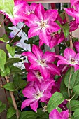 CLEMATIS VIVA POLONIA