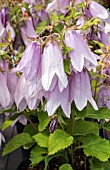 CAMPANULA IRIDESCENT BELLS