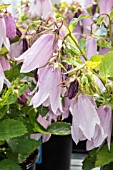 CAMPANULA IRIDESCENT BELLS