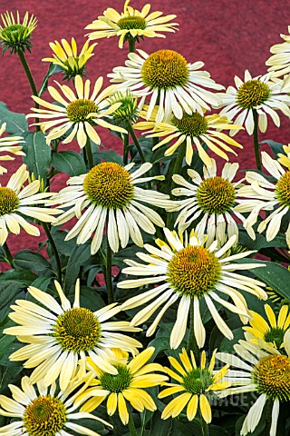 ECHINACEA_MOODZ_SHINY