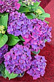 HYDRANGEA DEEP PURPLE