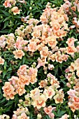 ANTIRRHINUM TWINNY PEACH F1