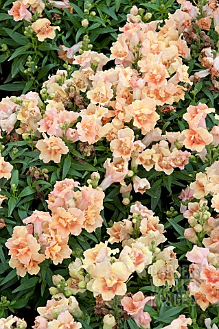 ANTIRRHINUM_TWINNY_PEACH_F1